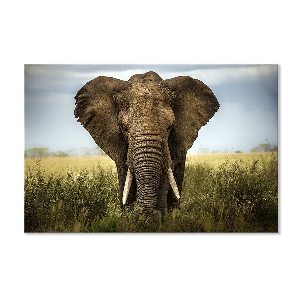 Leinwandbild "Elefant - Afrika"