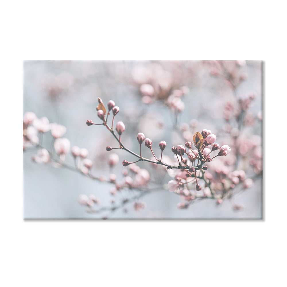 Leinwandbild "Kirschblüte"