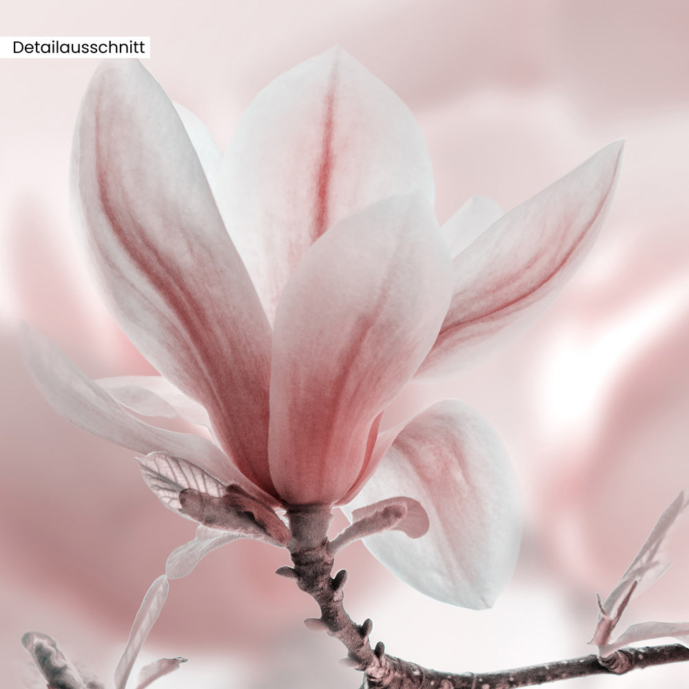 Leinwandbild "Magnolienbaum im Frühjahr"