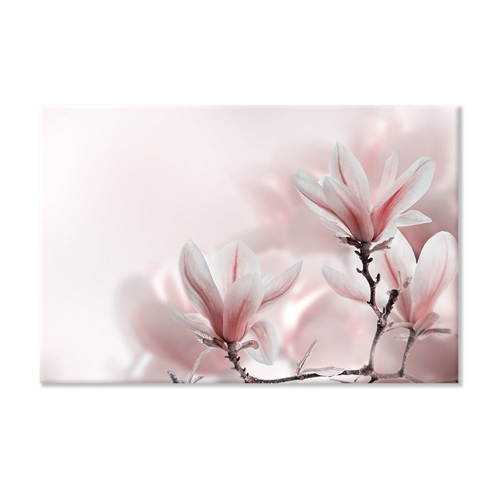Leinwandbild "Magnolienbaum im Frühjahr"