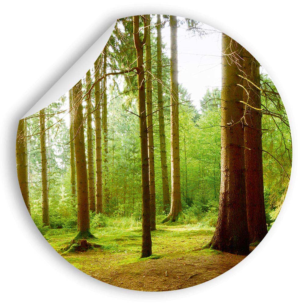 Round wall decals with nature motifs – For stylish rooms