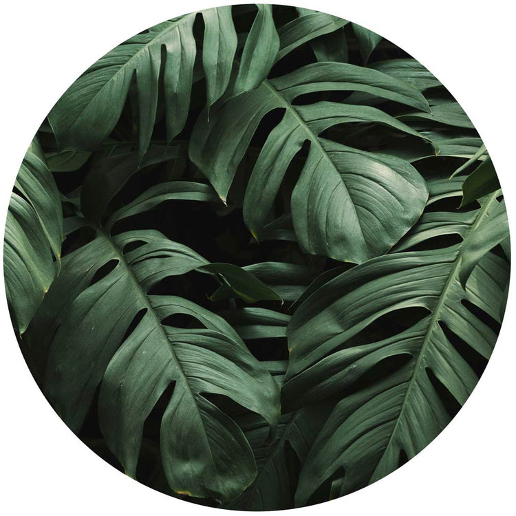 Grüne Monstera Blätter Wandtattoo für modernes Pflanzen-Dekor im Wohnzimmer.