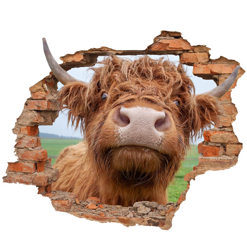 Wall tattoo - Wall breakthrough "Highland cattle"