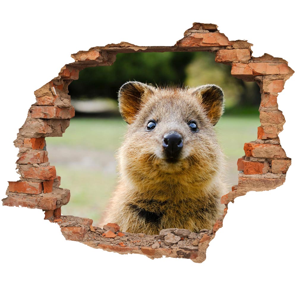 Wall tattoo - Wall breakthrough "Quokka"