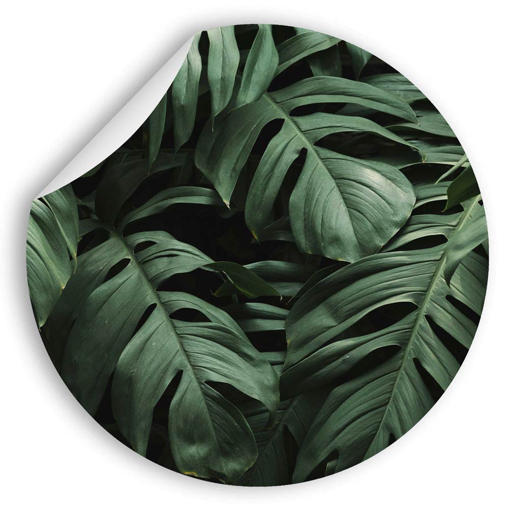 Grüne Monstera-Blätter als Wandtattoo. Natürliche Pflanze in tiefem Grün für Wanddekoration